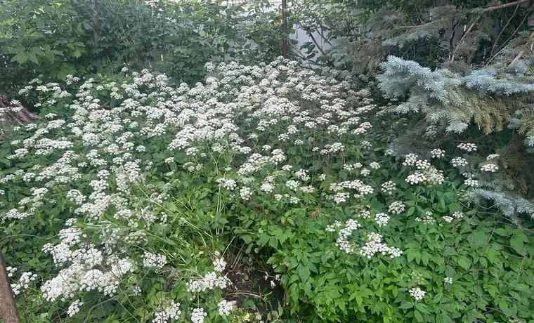 Overgrown shrubs before bush trimming
